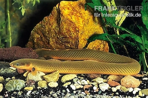 suche  aale für mein aquarium 