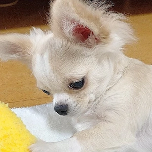 Gesunder und aktiver Chihuahua-Welpe