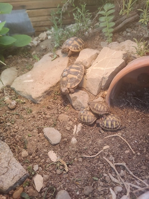 Griechische Landschildkröten 