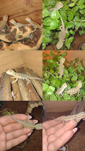Babys Schlüpfen Süße Farb-Bartagamen Babys Pogona vitticeps liebevoll aufgezogen verschiedene Farben