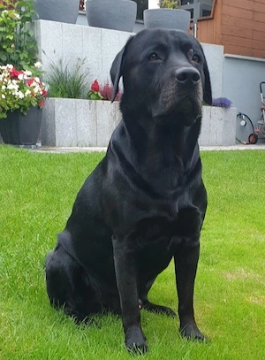 Labrador Retriver Deckrüde schwarz. Vererbt alle Farben.   Wurftaffg 15.10.2017  kein Verkauf