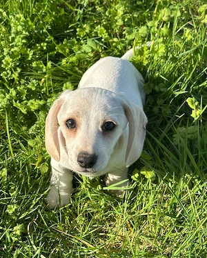 Zwergdackel Creme Piebald Rüde Welpe