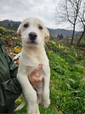 Toby sucht ein Zuhause