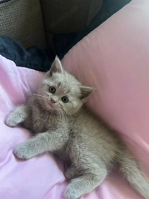 Britisch Langhaar kitten 