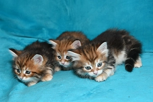 Reinrassige Sibirische Katzenbabys in black-golden-tabby-classic