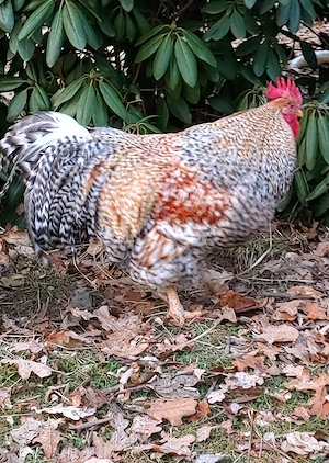 10 Bruteier vom Bielefelder Kennhuhn 