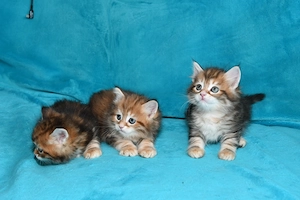 Reinrassige Sibirische Katzenbabys in black-golden-tabby-classic