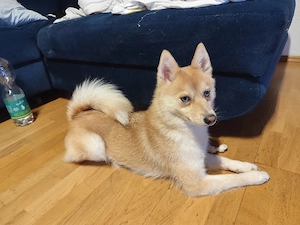 Pomskymädchen Sakura sucht neues zu Hause