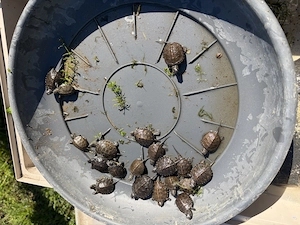 Europäische Sumpfschildkröten Emys