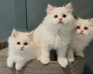 Bezaubernde Ragdoll-Kätzchen ab 12.04.2026 abzugeben
