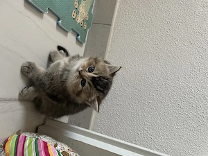 BKH golden tabby, black golden tabby 