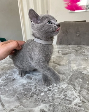 Russisch Blau Kitten in gute Hände