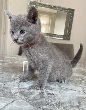 Russisch Blau Kitten in gute Hände