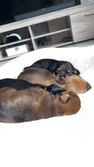 Wunderschöne Chihuahua Mischlingswelpen