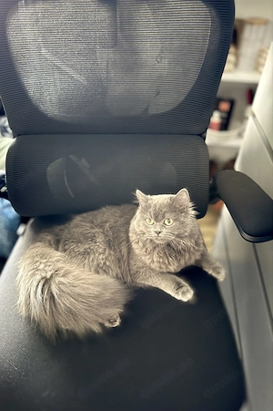 Liebe Katze sucht ein neues Zuhause