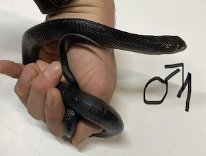 Texas Indigo Drymarchon erebennus 