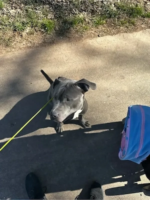 American Stafford Blueline 