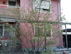 Zwetschgen Baum zu Abgabe.