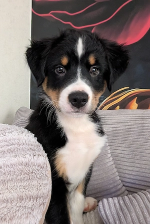 1 Australien Shepherd Welpe (Rüde) sucht noch sein Zuhause