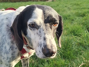 Betty sucht ihr Zuhause