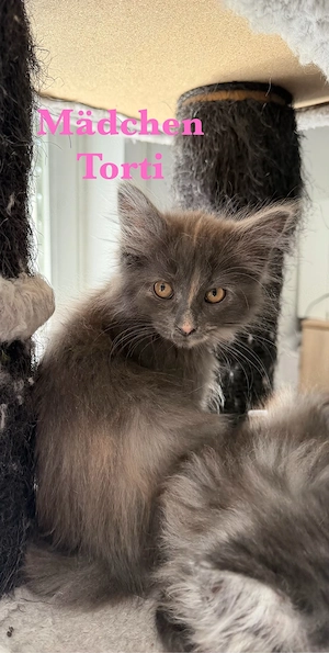 3 süßes Maine Coon Kitten