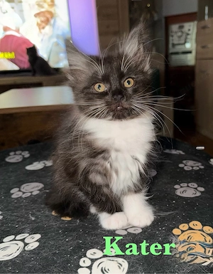 2 süßes Maine Coon Kitten
