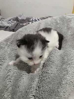 kleines britisch kurzhaar mix mädchen abzugeben  