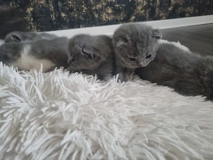 BKH Kitten Katzenbabys 3 von 5