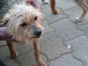 Gina sucht ihr Zuhause (noch auf Sardinien)