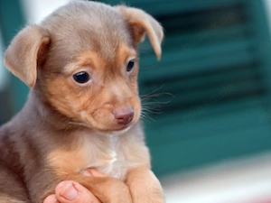 Ginetto sucht sein Zuhause (noch auf Sardinien)