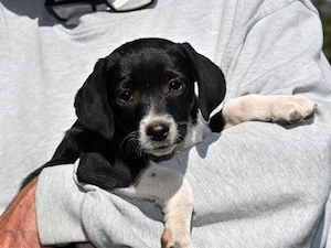 Baffo sucht sein Zuhause (noch auf Sardinien)