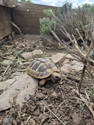 Griechische Landschildkröten 5 und 9 Jahre  Bild 2
