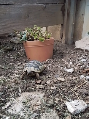 Griechische Landschildkröten 5 und 9 Jahre  Bild 3