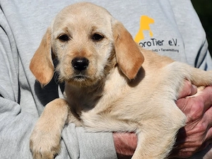 Baby sucht ihr Zuhause (noch auf Sardinien)