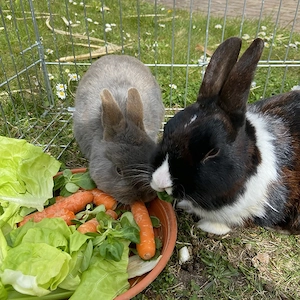 SUCHE Tierbetreuung Haustier Betreuung für 2 Kaninchen