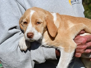 Bionda sucht ihr Zuhause (noch auf Sardinien)