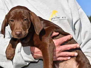 Biscotto sucht sein Zuhause (noch auf Sardinien)