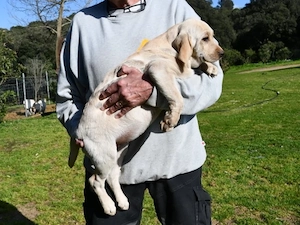 Bob sucht sein Zuhause (noch auf Sardinien)