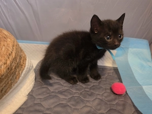 Süße kleine Katzenbabys suchen ein liebevolles Zuhause.