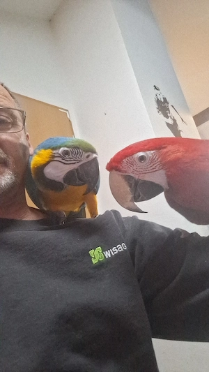 Ara Pärchen  Bild 6