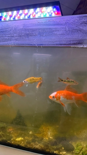 goldfische zu verschenken  Bild 4