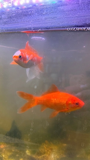 goldfische zu verschenken  Bild 3