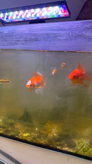 goldfische zu verschenken  Bild 2