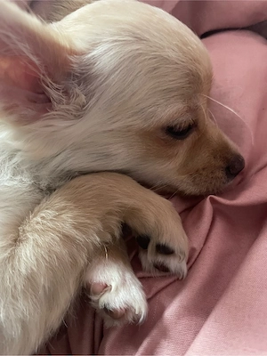 Reinrassige Chihuahua Hündin 