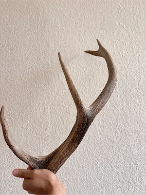 Dekoration   Sammlerstück