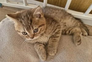 Britisch Kurzhaar Bkh Kitten