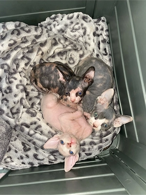 sphynx kitten 