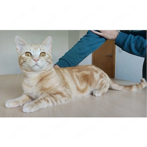 MELCHOR- verspielt, liebevoll, sozial