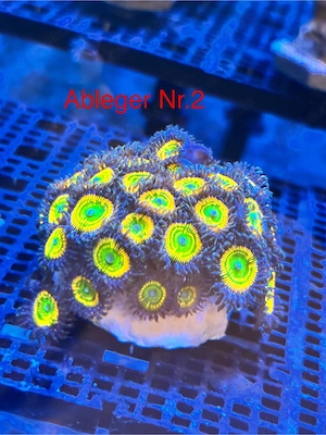 Sunny -D Zoa