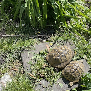 Griechische Landschildkröten Testudo hermani boettgeri männlich und weiblich zu verkaufen